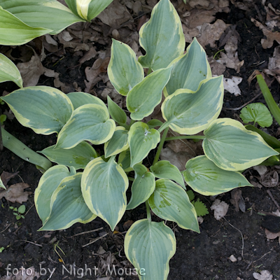 Hosta Deja Blu