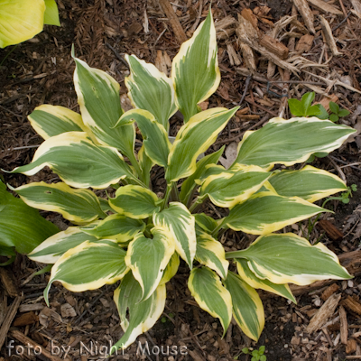 Hosta Deliverance