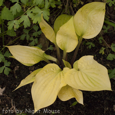 Hosta Designer Genes