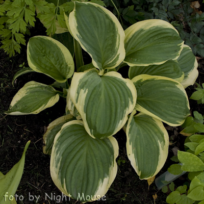 Hosta Diana Remembered