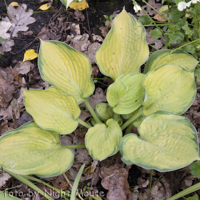 Hosta Dick Ward