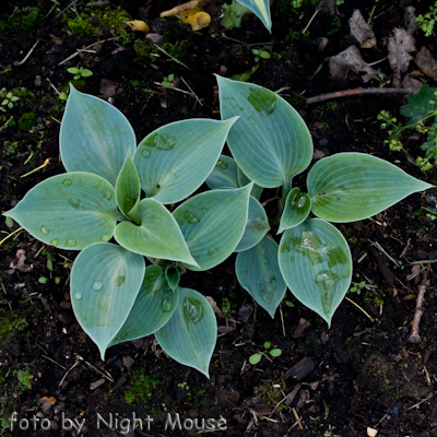 Hosta Dorset Blue