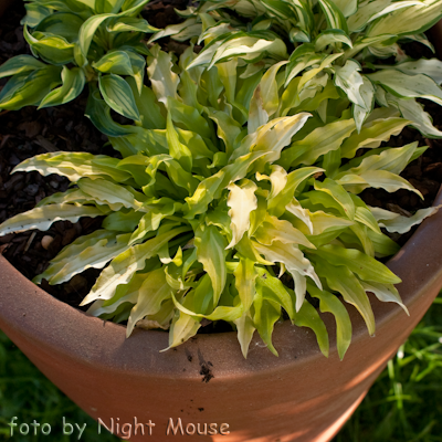 Hosta Dragon Tails