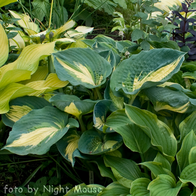 Hosta Dream Queen