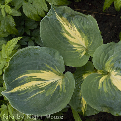 Hosta Dream Weaver