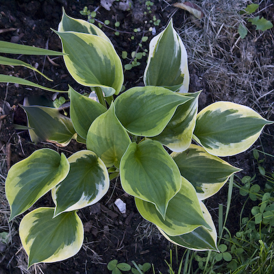 Hosta Dust Devil