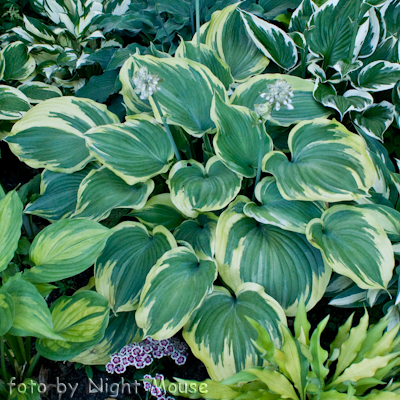 Hosta Earth Angel