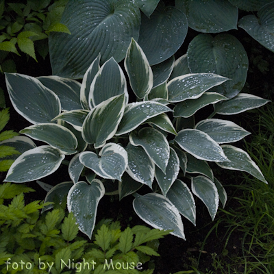 Hosta El Nino