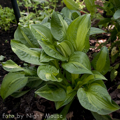 Hosta Emerald Necklace