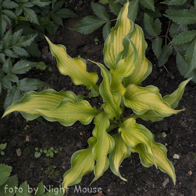 Hosta Emerald Ruff Cut