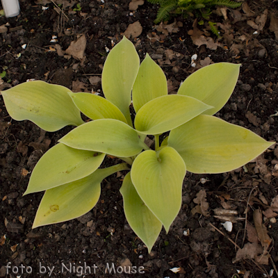 Hosta English Sunrise