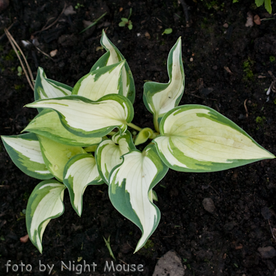 Hosta Eskimo Pie