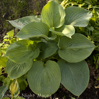 Hosta Essence Of Summer