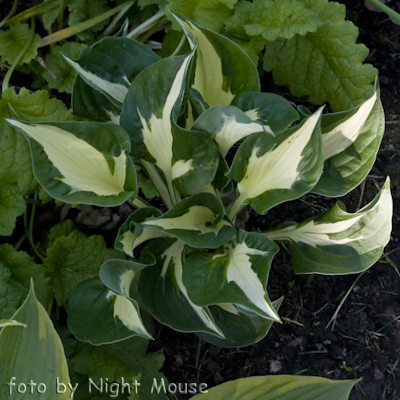 Hosta Eternal Flame