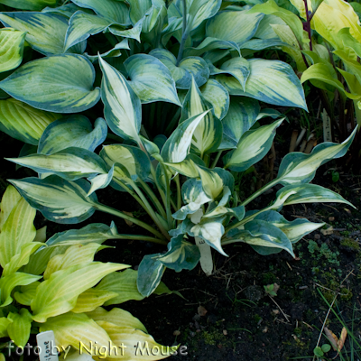 Hosta Extasy