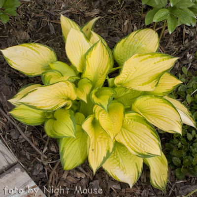 Hosta Eye Declare