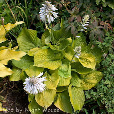 Hosta Faith