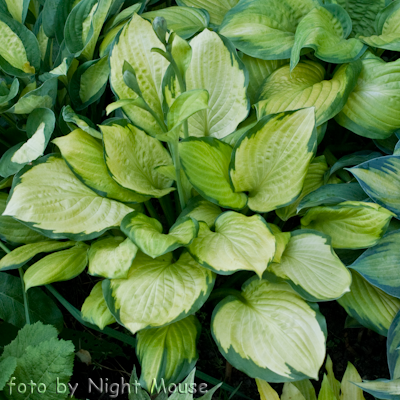 Hosta Fan Dance