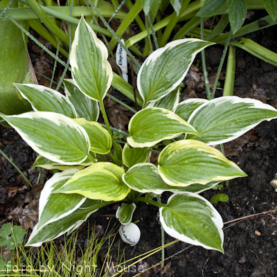 Hosta Fantabulous