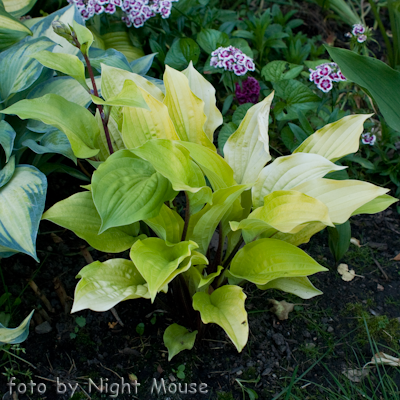 Hosta Fire Island