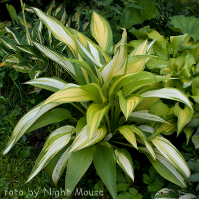 Hosta First Love