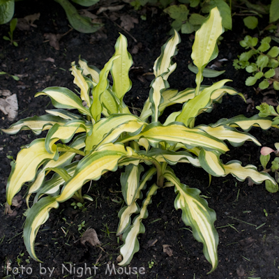 Hosta First Mate