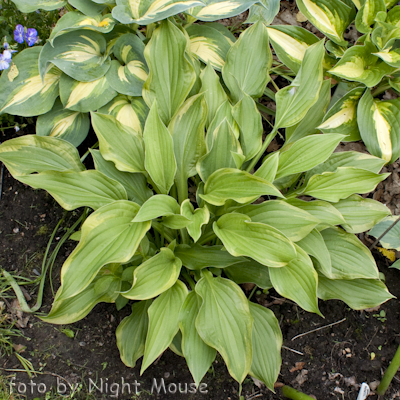 Hosta Fool`s Gold