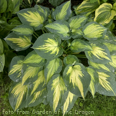 Hosta Forbidden Fruit