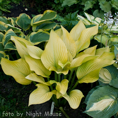 Hosta Fort Knox