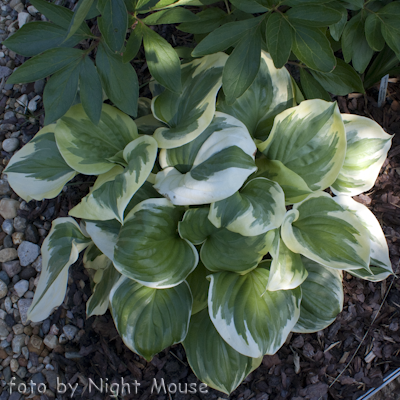 Hosta Fragrant Queen