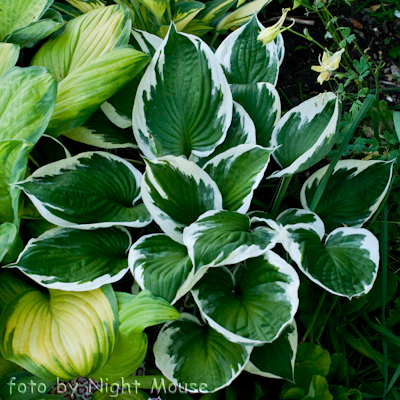 Hosta Francee