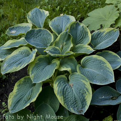 Hosta Frances Williams