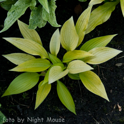 Hosta Frosted June