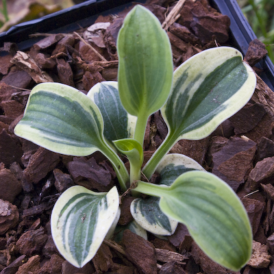 Hosta Frosted Mouse Ears