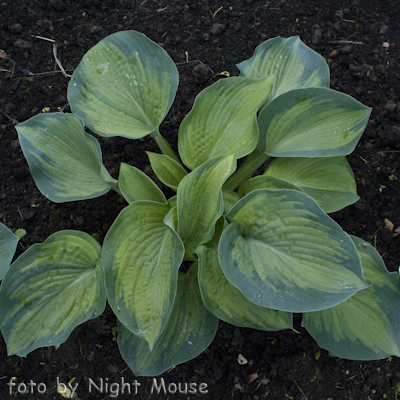 Hosta George Smith