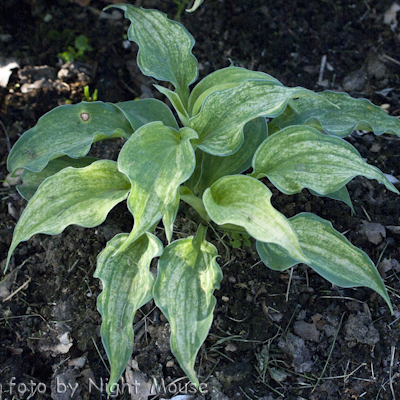 Hosta Ghost Spirit