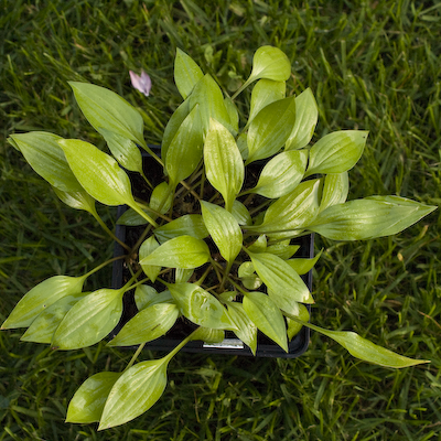 Hosta Gingee