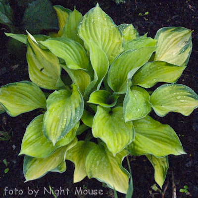 Hosta Gold Standard