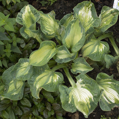 Hosta Golden Meadows