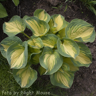 Hosta Great Expectations