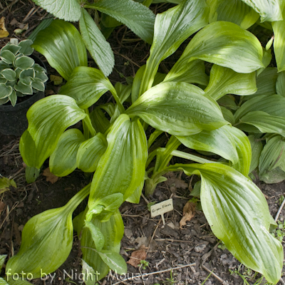 Hosta Green Flash