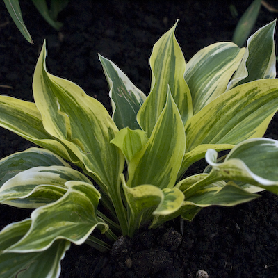 Hosta Green Marmalade