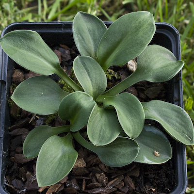 Hosta Green Mouse Ears