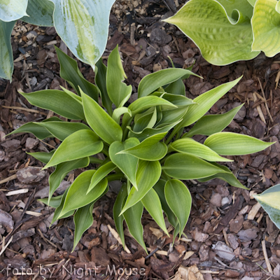 Hosta Grunspecht