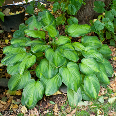 Hosta Guacamole