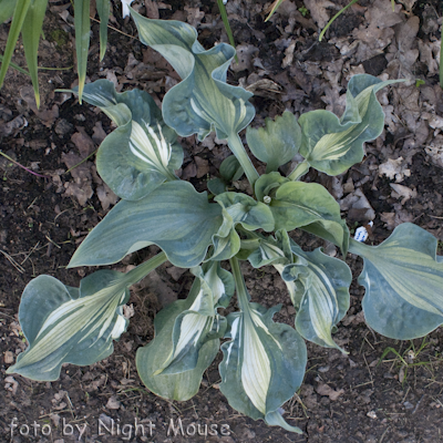 Hosta Guardian Angel