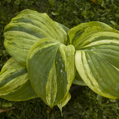 Hosta Gunther`s Prize