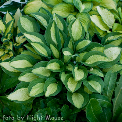 Hosta Gypsy Rose