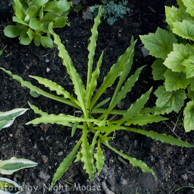 Hosta Hacksaw