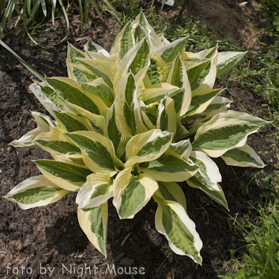 Hosta Hanky Panky